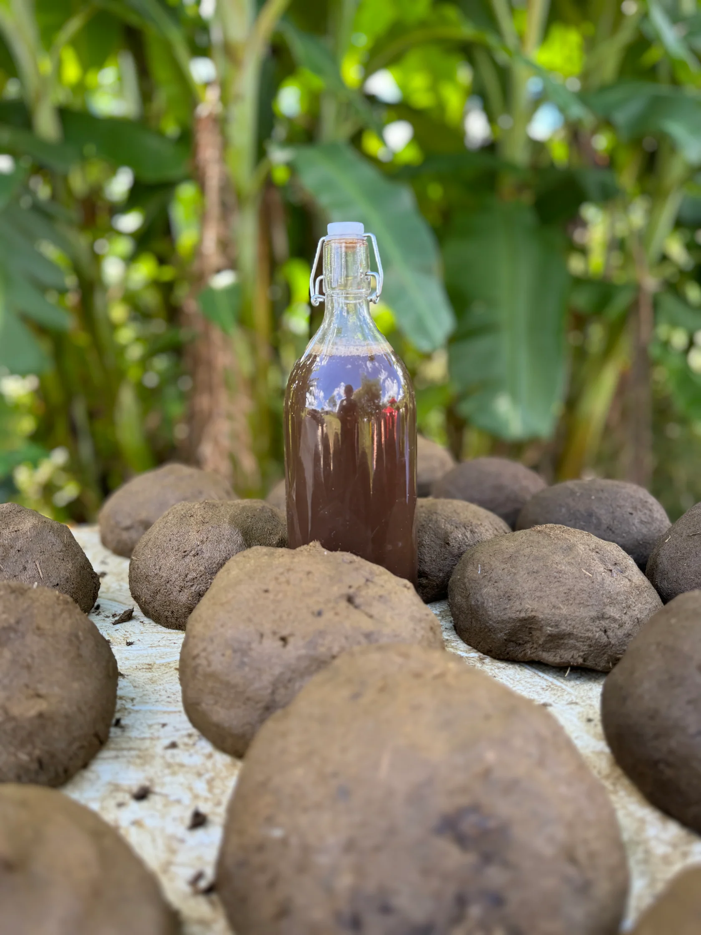 Fermented Biodynamic Extract with Adaptogenic Microbes