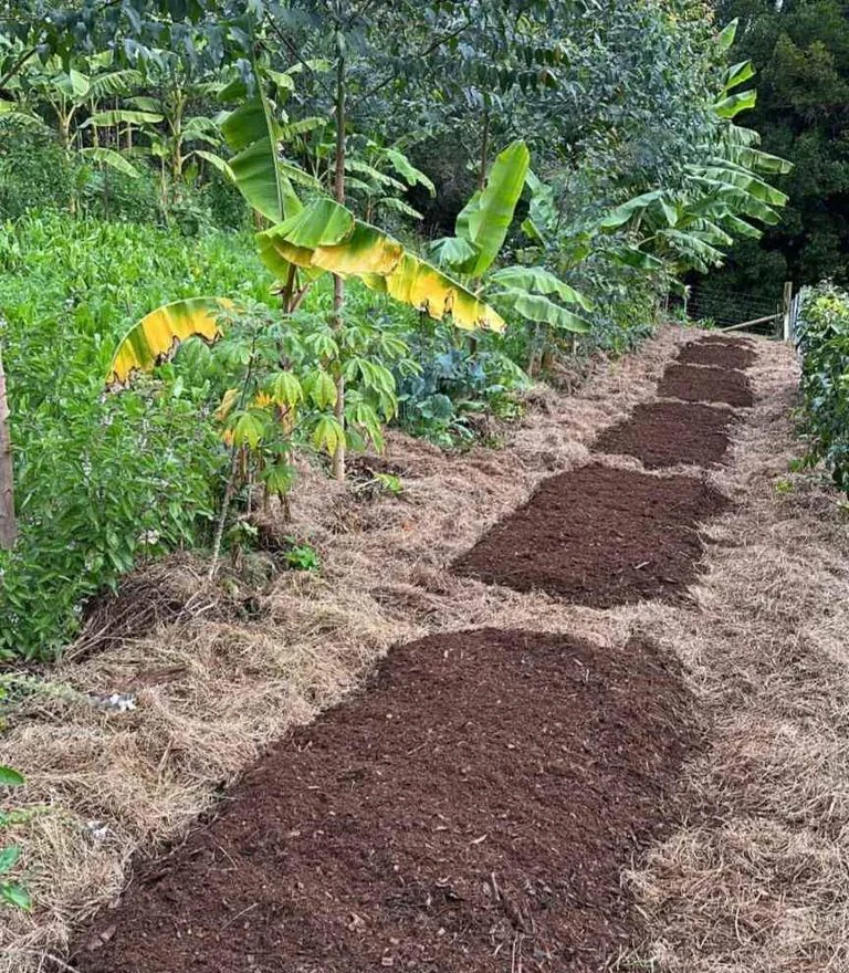 Biodynamic Fermented Mulch (fertilizer mulch) 2.0