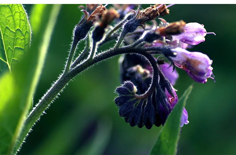 Organic Comfrey Salve
