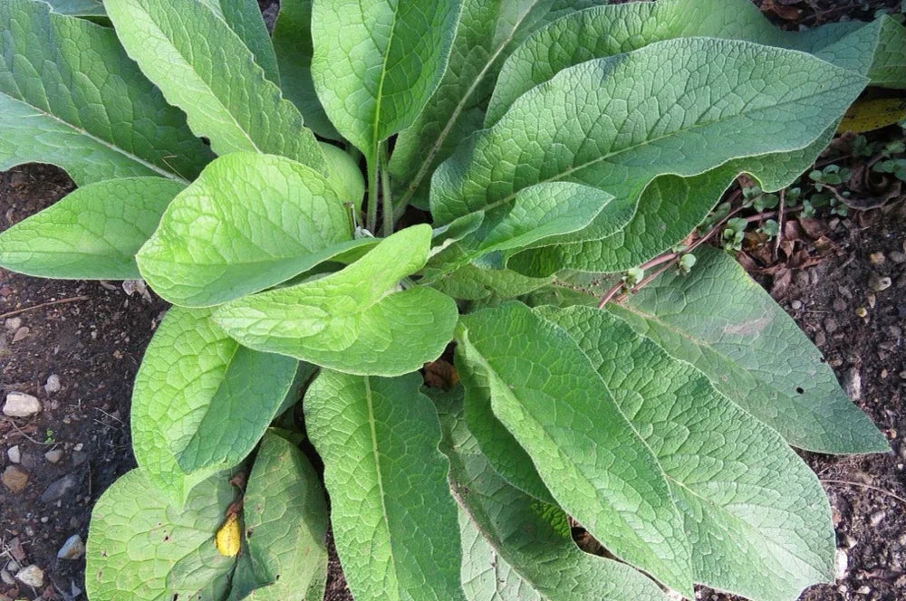 Organic Comfrey Salve