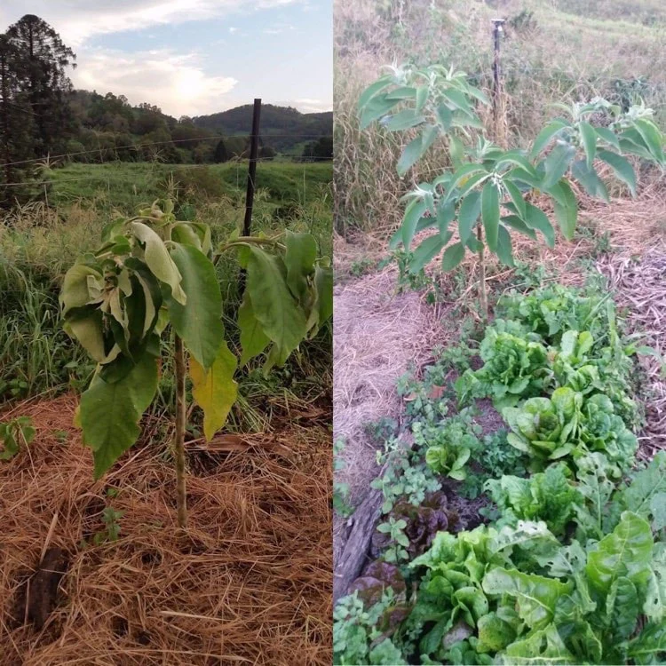 Morpheus 2.0 - Biodynamic, Organic Compost (Fertilizer)