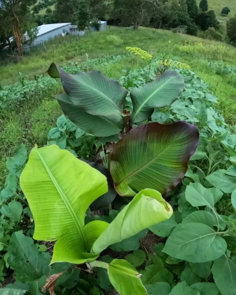 Morpheus 2.0 - Biodynamic, Organic Compost (Fertilizer)
